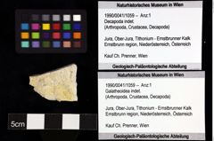 Foto (Objket + Etiketten) von Galatheoidea indet. 